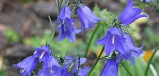 100 Arten und Sorten von Gartenglocken mit Beschreibung, Pflanzung und Pflege