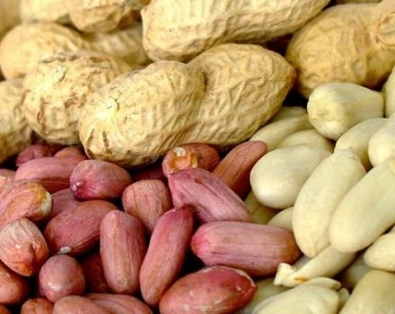 Harm and benefits of peanuts for the human body, properties and vitamins in peanuts