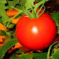 Beschreibung der Tomatensorte Elena, Anbaueigenschaften und Ertrag