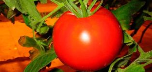 Description de la variété de tomate Elena, caractéristiques de culture et rendement