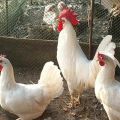 Description and characteristics of Leghorn chickens, conditions of detention