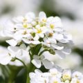 Description des variétés Alyssum, plantation, culture et entretien en plein champ