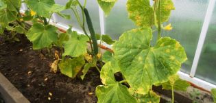 Mesures de contrôle dans le traitement des remèdes populaires pour la péronosporose des concombres