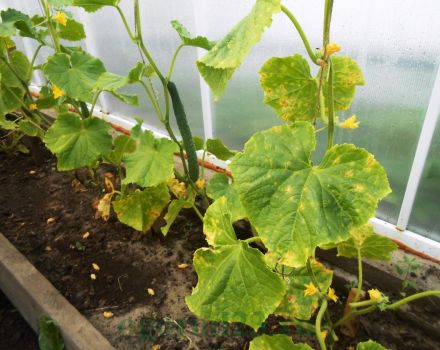 Mesures de contrôle dans le traitement des remèdes populaires pour la péronosporose des concombres