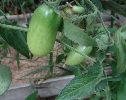 Description de la variété de tomate cigare hawaïen et son rendement