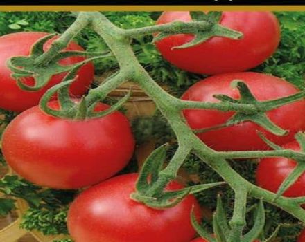 Description of the tomato variety Malvina, growing conditions and disease prevention
