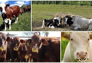 List of easy and beautiful cow nicknames, popular and unusual names