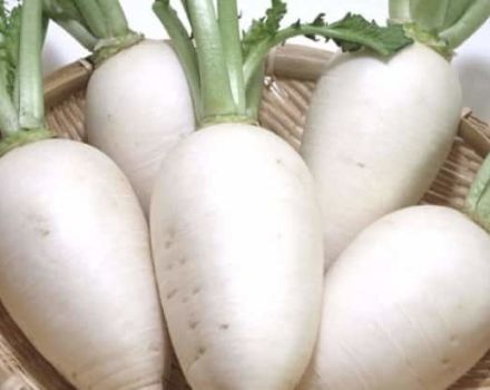 Nützliche Eigenschaften und Kontraindikationen von Weißrettich für den menschlichen Körper