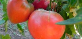 Description de la variété de tomate Fête préférée, son rendement