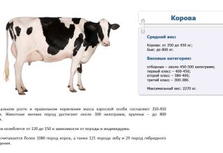 Wie viele Kilogramm durchschnittlich und maximal eine Kuh wiegen kann, wie messen