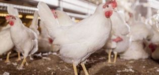 Description and characteristics of the Decalb White chicken breed, features of the content