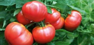 Beschreibung und Eigenschaften der Tomatensorte Vityaz, Ertrag und Anbau