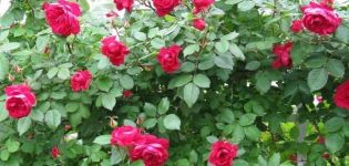Description des meilleures variétés de roses canadiennes, plantation et entretien en plein champ