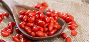 Propriétés utiles et contre-indications de l'épine-vinette, usage médicinal en médecine traditionnelle