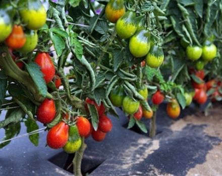 Beschreibung birnenförmiger Tomatensorten für offenen Boden