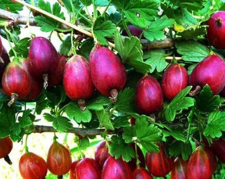 Description et caractéristiques de la variété de groseille North Captain, plantation et entretien