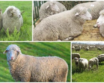 Description and characteristics of sheep of the Tsigai breed, rules for their maintenance
