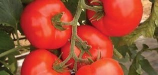 Characteristics and description of the variety of tomato Kakadu