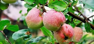 Caractéristiques et description de la variété de pomme Sokovo-3, résistance aux maladies