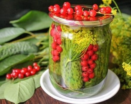 TOP 8 Schritt-für-Schritt-Rezepte zum Kochen von Gurken mit Johannisbeeren für den Winter