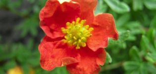 Beschreibung und Anbau der Potentilla-Strauchsorte Red Ice, Pflanzung und Pflege