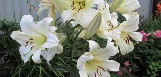 Description des meilleures variétés de nénuphars, plantation et entretien en plein champ