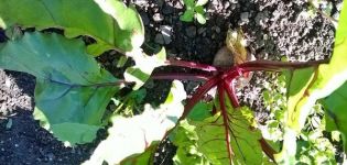 Pourquoi les betteraves sont-elles en couleur et en flèche, que dois-je faire?