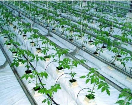 Wie oft und richtig, um Tomaten in einem Gewächshaus mit einer Tropfmethode zu gießen