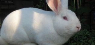 Caractéristiques et description des lapins Pannon blanc, règles d'élevage
