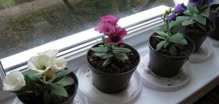 Description de la variété d'intérieur d'eustoma, plantation, culture et entretien ménager en pot