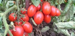 Description de la variété de tomate Travailleur acharné, caractéristiques de la culture et des soins