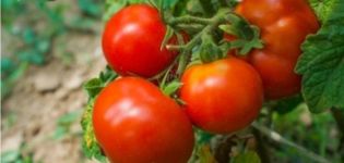 Description de la variété de tomate Blizzard et de ses caractéristiques