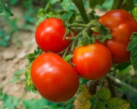 Beschreibung der Tomatensorte Blizzard und ihrer Eigenschaften