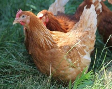 How can you determine the age of a chicken, signs and differences between an old bird and a young one