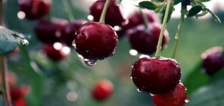 Les meilleures variétés de cerises autofertiles et sous-dimensionnées pour la région de Moscou, plantation et entretien