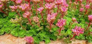 Description des meilleurs types de fleurs de bordure vivaces, règles de conception