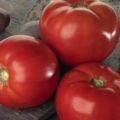 Caractéristiques et description de la variété de tomate Bella Rosa, rendement