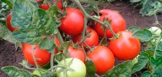 Description de la variété de tomate Country pet, ses caractéristiques et sa productivité