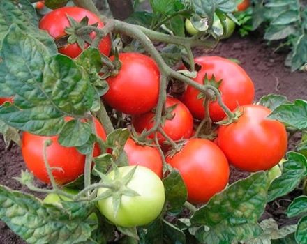 Description de la variété de tomate Country pet, ses caractéristiques et sa productivité