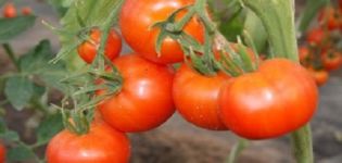 Beschreibung und Eigenschaften der Tomatensorte Anfang 83