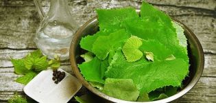 Rezepte zum Einlegen von Weinblättern für den Winter