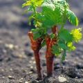 Quel type de sol est nécessaire pour planter le raisin, le choix du meilleur et comment nourrir le sol