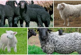 Description et caractéristiques des moutons Karakul, règles d'élevage