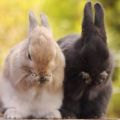 Que faire si votre lapin ne mange ni ne boit et comment éviter les problèmes courants
