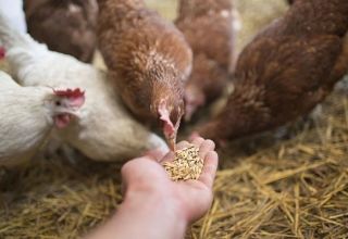 Quelles vitamines sont nécessaires pour les poulets et la posologie, les noms des médicaments et des aliments sains