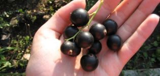 Description and characteristics of Vologda currants, cultivation and care