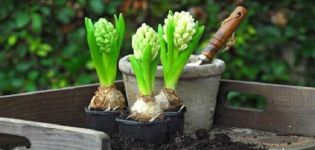 Caractéristiques et règles de plantation et d'entretien des jonquilles et les secrets de la technologie agricole