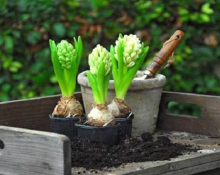 Merkmale und Regeln für das Pflanzen und Pflegen von Narzissen und die Geheimnisse der Agrartechnologie