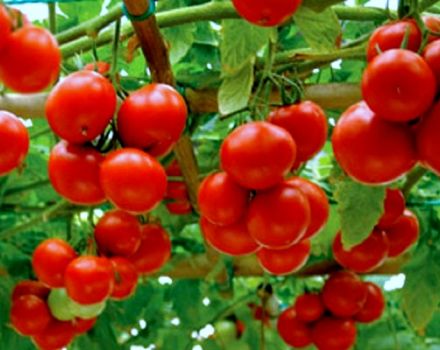 Characteristics and description of the tomato variety Yablonka of Russia, its yield