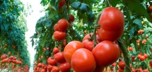 Beschreibung der Tomatensorte Kriviansky, Merkmale des Anbaus und der Pflege